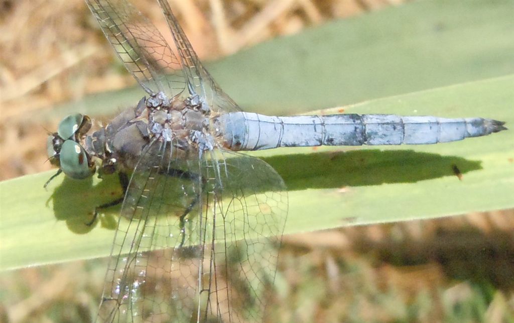 Orthetrum??
